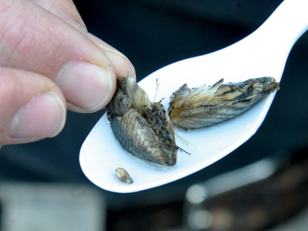 Pyramid Lake infested with Quagga Mussels, Castaic Lake feared next