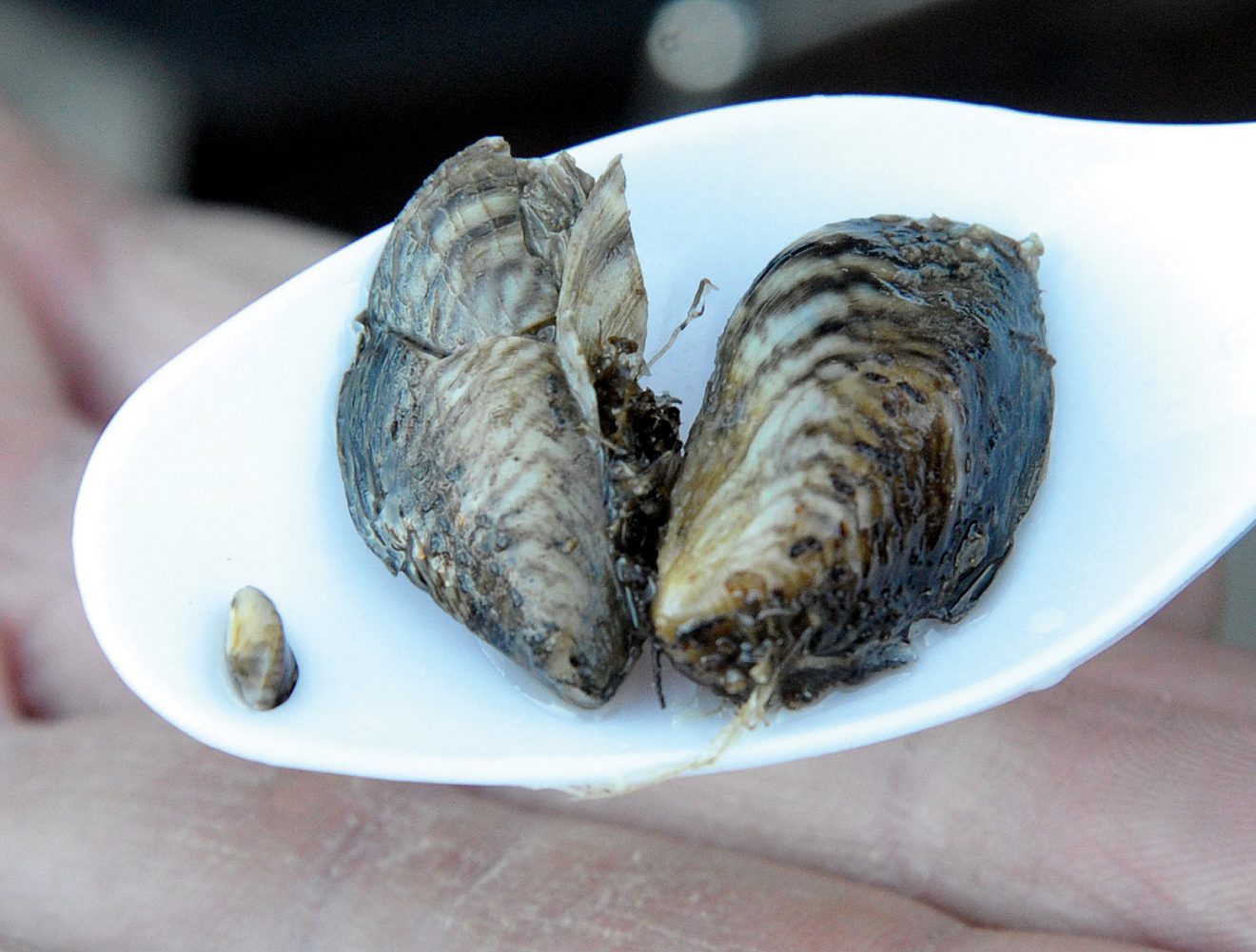 Water officials unite to fight quagga mussel threat