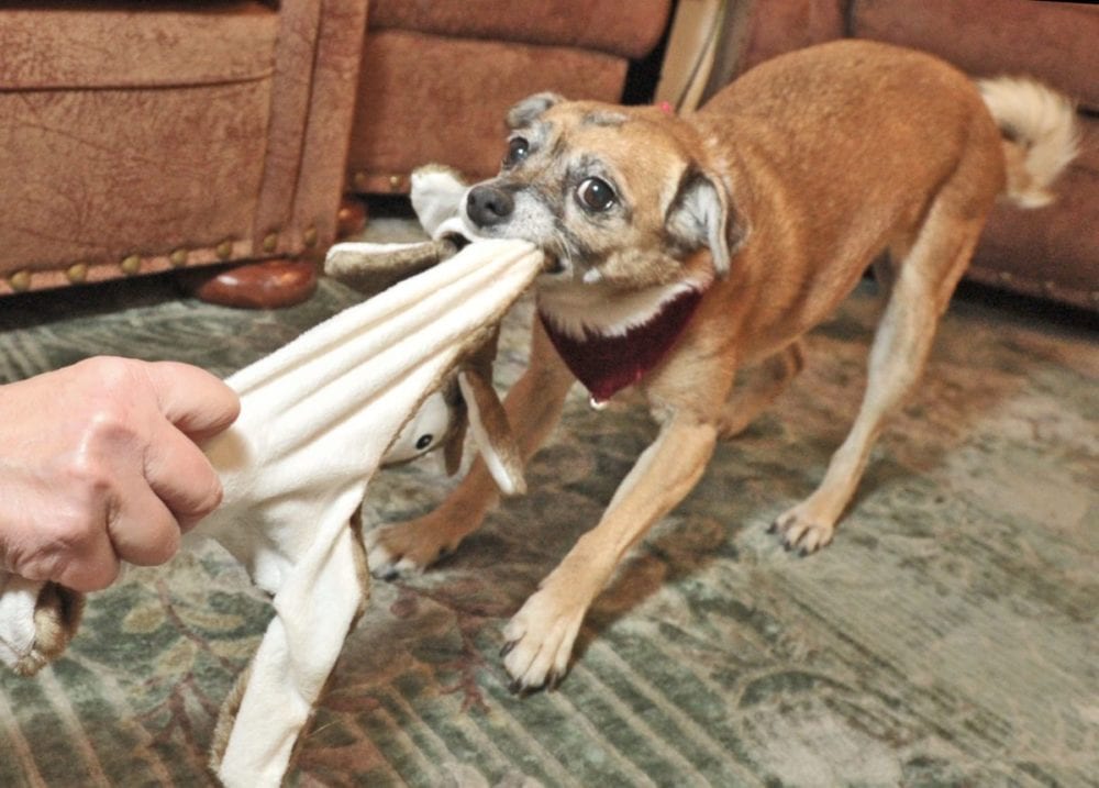 Seven-year-old rescue dog Maggie has a tug-o-war with new toy. Dan Watson/The Signal