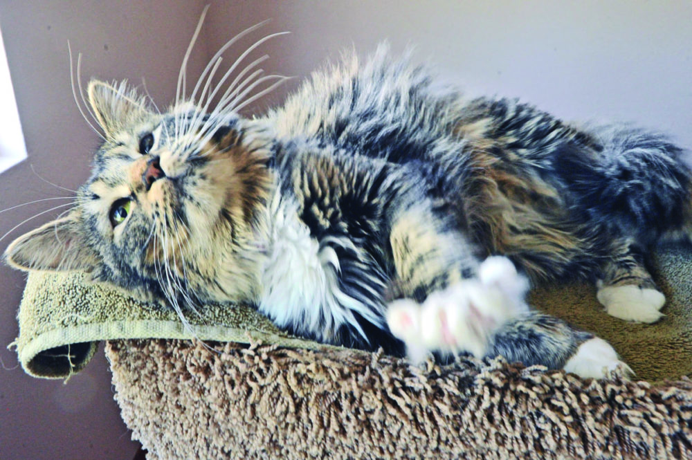 Three-year-old Lucy lounges on her perch a the Klein's  Furever Purr Foster home in Canyon Country.  031616  DAN WATSON    031616