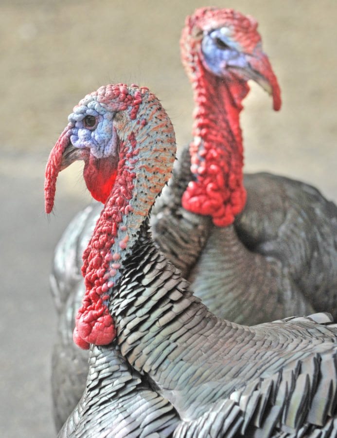 Two of three turkeys cross Wildwood Canyon Road in Newhall on Thursday. Dan Watson/The Signal