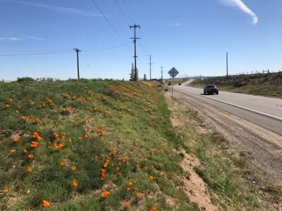 Volunteers clear trash in time for poppy bloom