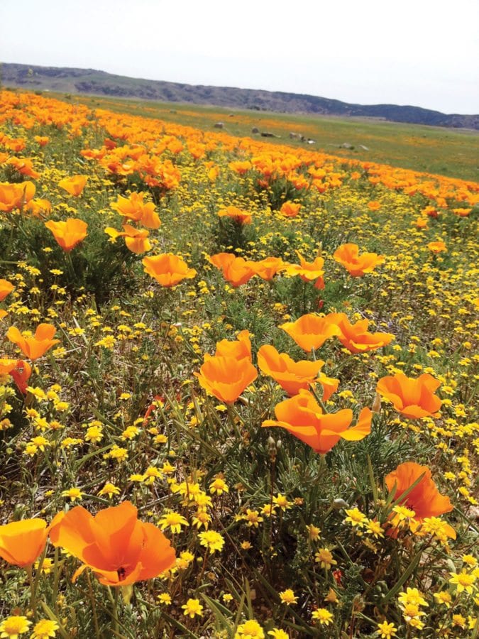 California Poppy Festival ™