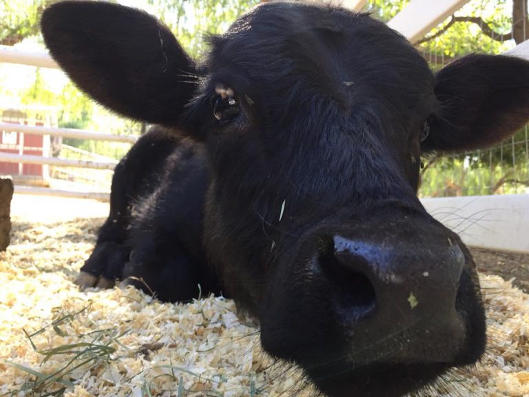 Reallife Ferdinand the Bull finds his home at The Gentle Barn