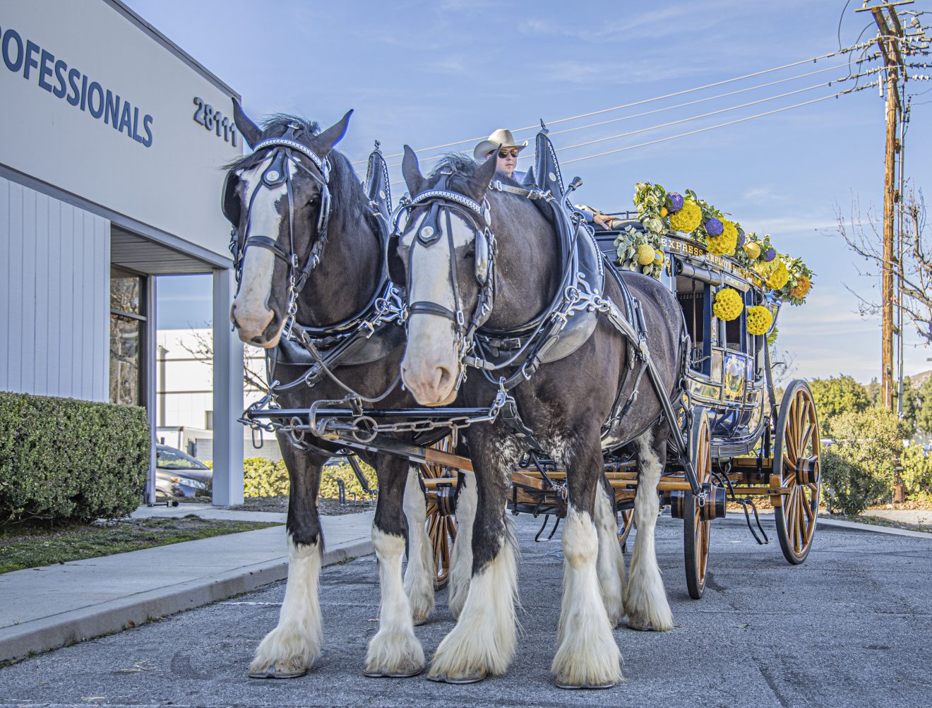 Express Clydesdales return to Santa Clarita