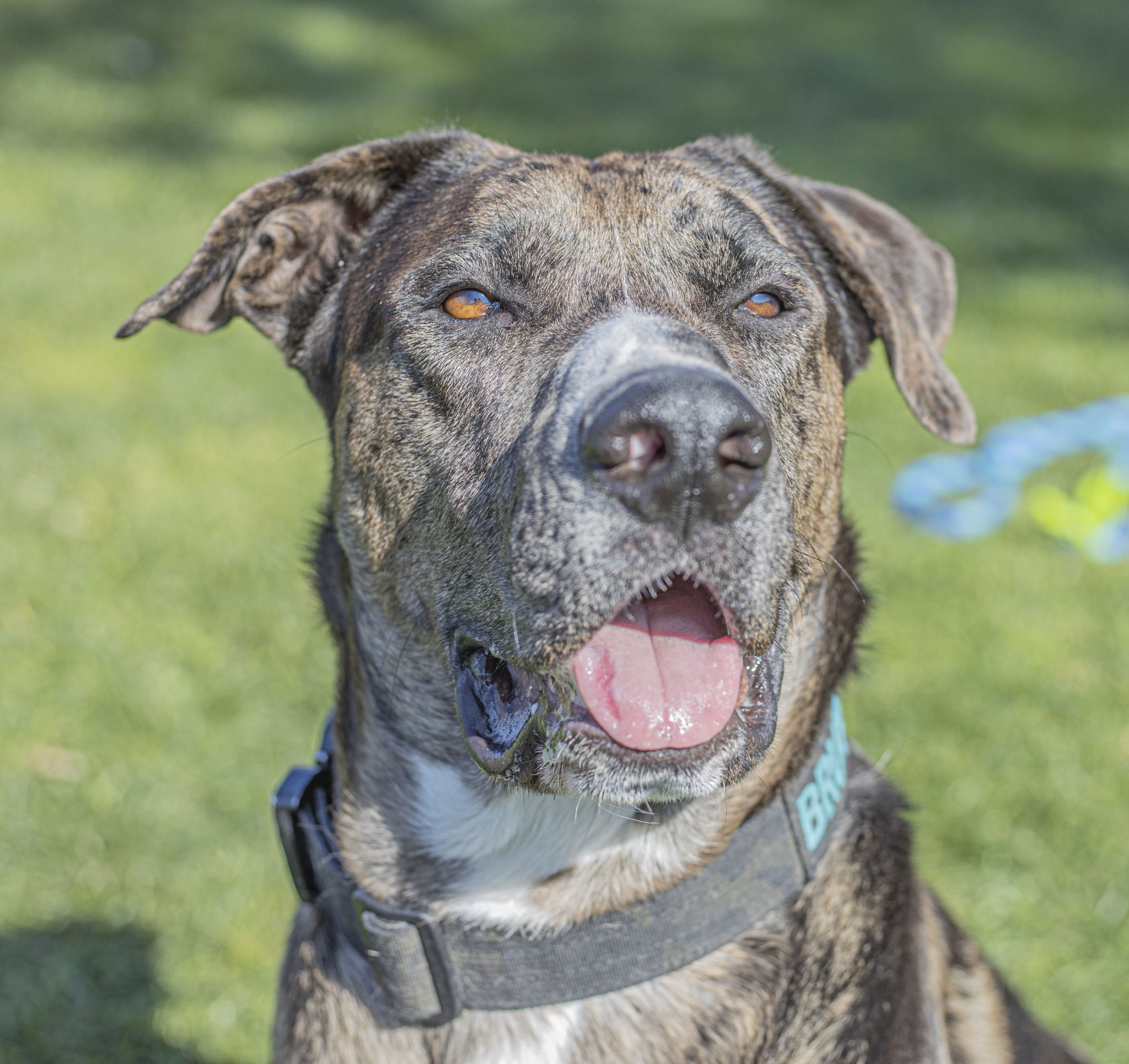 Valencia dog to participate in Hallmark rescue dog show