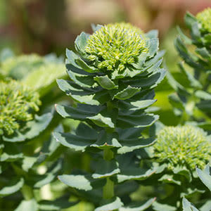 Clear Sound 911 Ingredient-Rhodiola