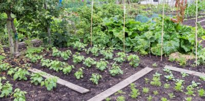 Organic gardens can provide healthy, safe produce without chemicals or pesticides.