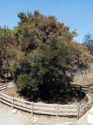 A 2004 photo of the historic “Oak of the Golden Dream,” the site of California’s original gold discovery in 1842.
