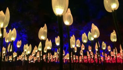 Exquisite lighting effects in the Ancient Forest are one of the popular attractions of The Enchanted Forest of Light at Descanso Gardens in LaCanada-Flintridge.