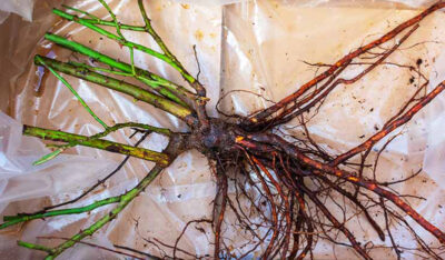 A quality bare root rose will come complete with a lush and healthy root system. Just clip 1/4 inch off each root before soaking 24 hours in a bucket of water prior to planting.