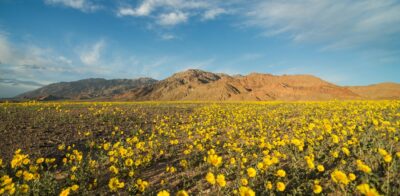 A carpet of yellow flowers cover the valley floor in Death Valley with mountains in the background. The wildflower "superbloom" of 2016 was a rare event for Death Valley that occurs only when conditions are perfect.