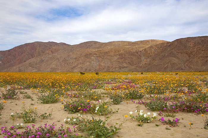 Wildflowers are currently blooming in many locations in Anza-Borrego Desert State Park. 