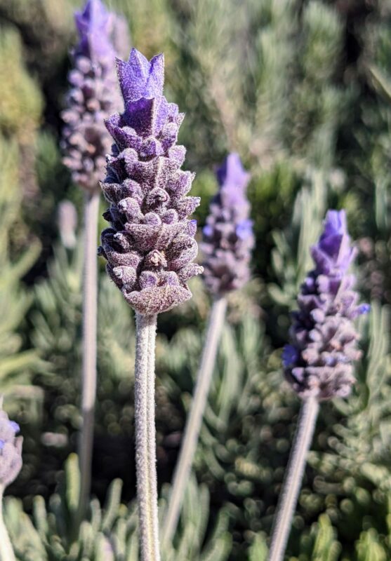 Lavender in bloom at Pico Canyon Park in Stevenson Ranch. 