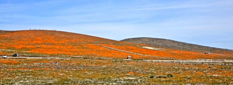 A photo from the live “poppy cam” in March 2022 showing the poppies blooming at the Antelope Valley California Poppy Reserve. 