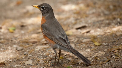 The American Robin can often be spotted in the spring at Placerita Canyon Natural Area and Vasquez Rocks Natural Area. Photo Gary Park, garyparktookthese.com.