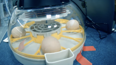 A screenshot of the city library's "Chick Cam."