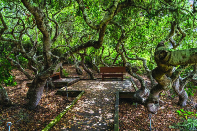 The El Moro Elfin Forest is home to an ancient oak grove of trees that grow only 4 to 20 feet tall. Photo El Moro Elfin Forest.