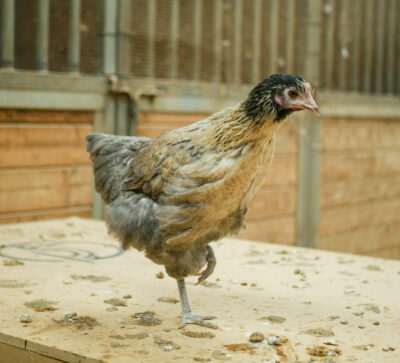 A total of 80 chickens live at Lively Little Farm, and the smaller ones live in a coop where predators in the day and night time cannot get to them. 020824 Katherine Quezada/ The Signal