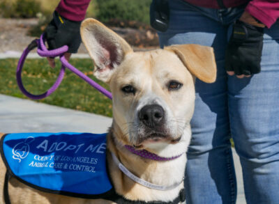 Egg Nog a four-year-old Labrador and Pitbull mix was up for adoption at the pet adoption event hosted by the city of Santa Clarita and Castaic Animal Shelter on Saturday at the Mitchell River House in Canyon Country. Katherine Quezada/The Signal