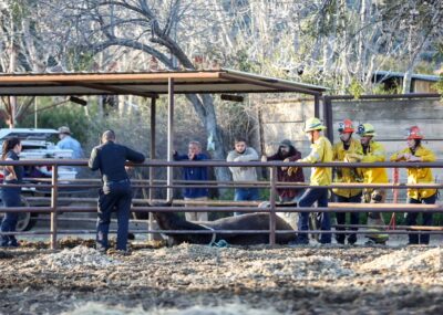 Los Angeles County Fire Department responded to a call of a horse being down on Tuesday afternoon. Habeba Mostafa/The Signal.