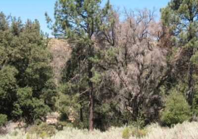 Image of a Coast Live Oak tree killed by goldspotted oak borer. Courtesy of Cristhian Mace.