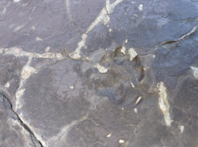 A fossil footprint at Vasquez Rocks in Agua Dulce is evidence of life in the area from millions of years ago. Photo courtesy of Matthew McLain