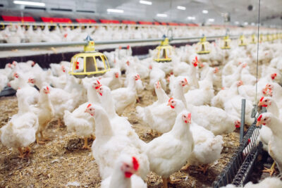 The current outbreak of avian influenza among poultry and wild birds has been happening since 2022. Adobe Stock photo.