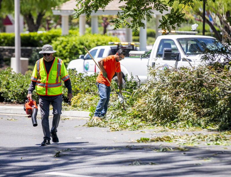 City employees and Santa Clarita Valley Sheriff's Station deputies responded to a downed tree that blocked the southbound lanes of McBean Parkway, after Summerhill Lane, late Wednesday morning on June 11, 2025. Habeba Mostafa/ The Signal