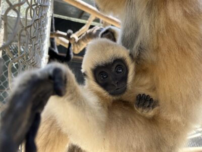 New baby gibbon Ardith stays close to her mother at the Gibbon Conservation Center, June 21, 2025. Photo courtesy of Gabriella Skollar