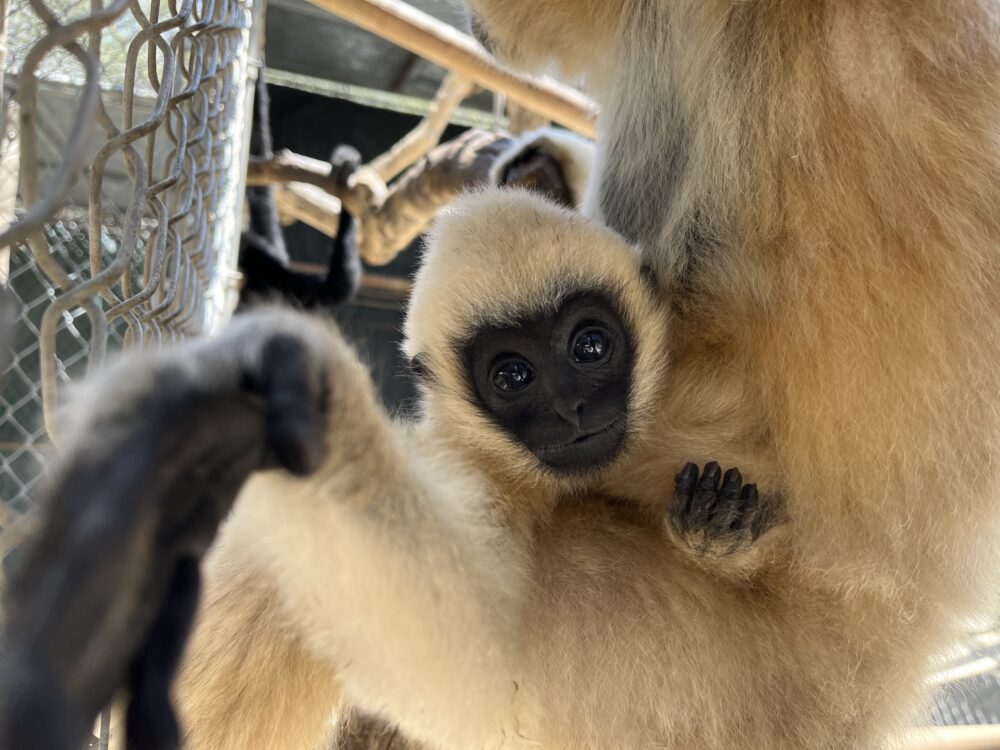 New baby gibbon Ardith stays close to her mother at the Gibbon Conservation Center, June 21, 2025. Photo courtesy of Gabriella Skollar
