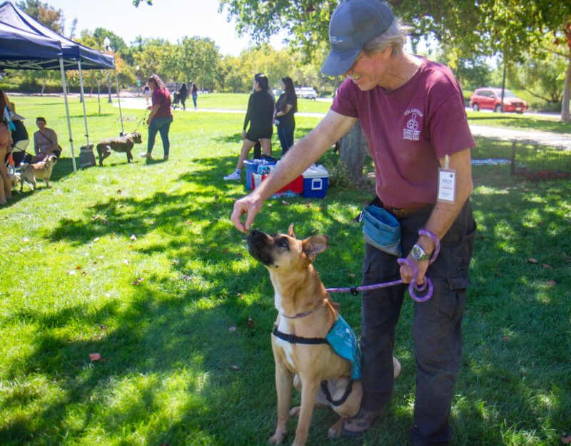 Castaic Animal Care Center volunteer Skeet Wright feeds a treat to Wheezy, a 3 year old girl dog up for adoption at the Castaic Animal Care Center, during the adoption event at Bridgeport Park on July 24, 2025 in Valencia, Calif. Katherine Quezada/The Signal