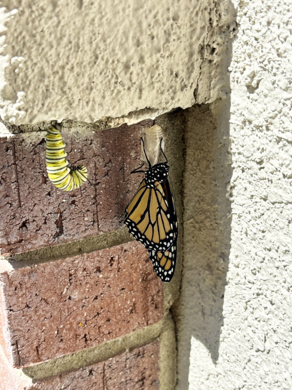 Typically, the caterpillar will take on the shape of the letter “J” before its metamorphosis. PHOTO BY SUE SPRINGER / THE SIGNAL