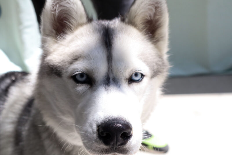 Pixie, 7 months old, is a Husky that was one of the adoptees at the Summertime of Hope adoption day event at the Castaic Animal Care Center in Castaic, Saturday, July 26, 2025. Kamryn Martell/The Signal