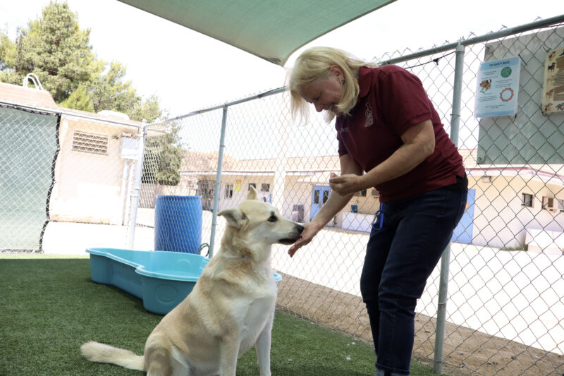 Denise Martin, a volunteer for over 20 years, feeds Honey, a five-year-old Husky mix, at the Summertime of Hope adoption day event at the Castaic Animal Care Center in Castaic, Saturday, July 26, 2025. Kamryn Martell/The Signal