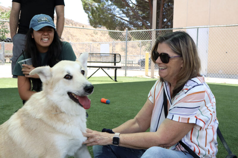 Laurie Adachi pets Honey, a five-year-old Husky mix, at the Summertime of Hope adoption day event at the Castaic Animal Care Center in Castaic, Saturday, July 26, 2025. Kamryn Martell/The Signal