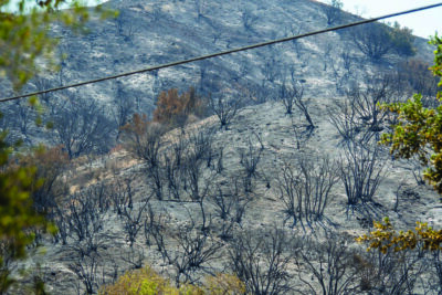 The burnt brush from the Canyon Fire near the county line along Hasley Canyon in Castaic on Aug. 8, 2025. Katherine Quezada/The Signal