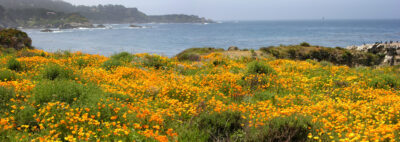 The Californian poppies in Point Lobos State park are beautiful with the ocean as the background. ©ADOBESTOCK