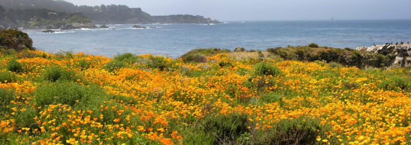 The Californian poppies in Point Lobos State park are beautiful with the ocean as the background. ©ADOBESTOCK