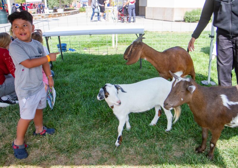 Emanuel Lucas, 7, enjoys the sight of goats at the Youth and Family Festival hosted by Assemblywoman Pilar Schiavo’s office, D-Chatsworth in partnership with Strength United, a CSUN community agency on Aug. 16, 2025 at the Canyon Country Community Center, in Canyon Country, Calif. Katherine Quezada/The Signal