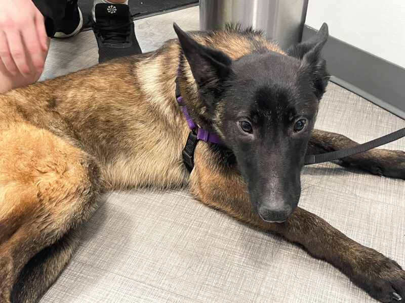 Remington, a 7-month-old Belgian Malinois, lays down at the WRARE Foundation's "Paws N' Flow" dog adoption event at YogaSix in Stevenson Ranch, Saturday, Aug. 23, 2025. Kamryn Martell/The Signal