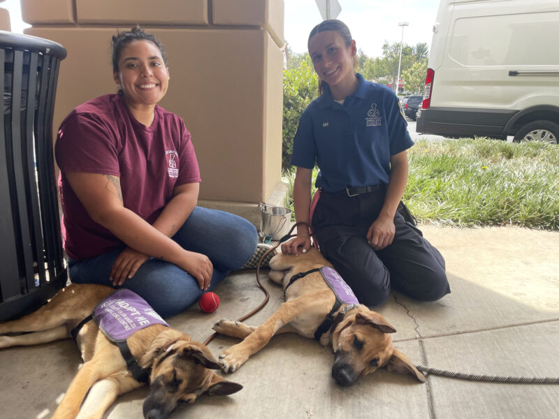 Lara Aguayo (L), volunteer at Castaic Animal Care Center,  and Ana Bush (R), kennel assistant at Castaic Animal Care Center hang out with Java (L) and Truffle (R), 15-week-old Shepard mixes at the WRARE Foundation's "Paws N' Flow" dog adoption event at YogaSix in Stevenson Ranch, Saturday, Aug. 23, 2025. Kamryn Martell/The Signal