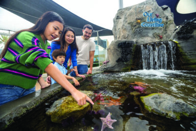 Take a journey of discovery through the world’s largest ocean at the Aquarium of the Pacific. Explore the Honda Blue Cavern. ©AQUARIUM OF THE PACIFIC