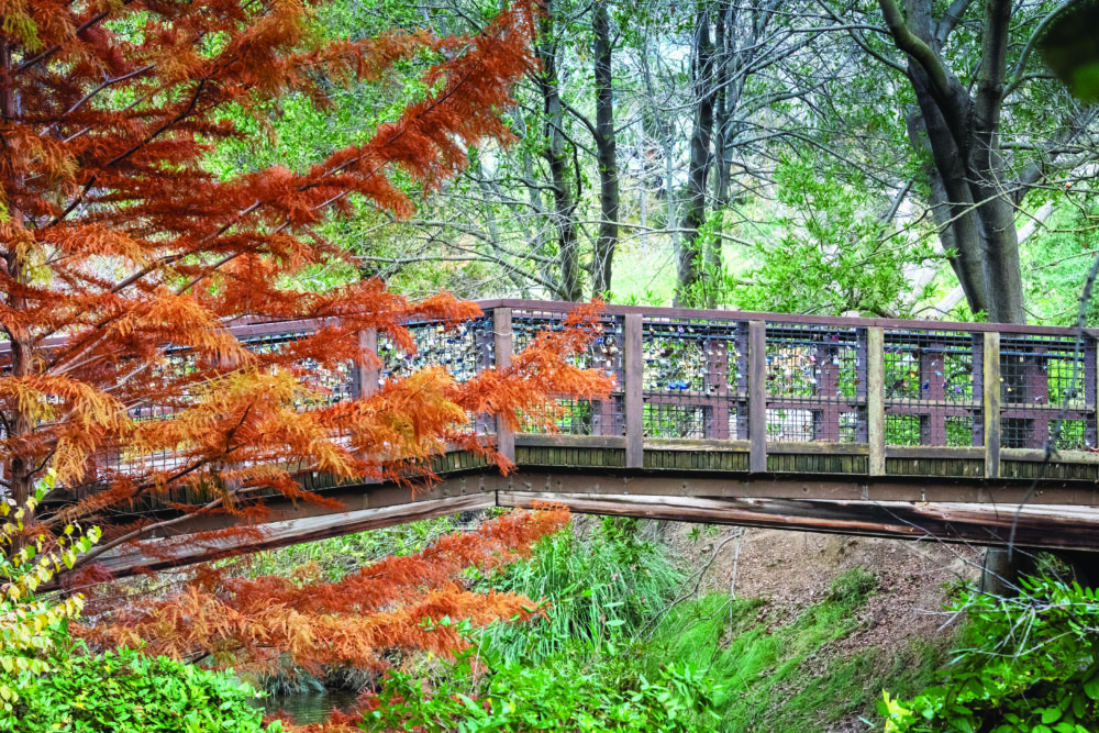 If you’re thinking Fall colors, visit the University of California at Davis arboretum. ©2023 AlessandraRC/Shutterstock.