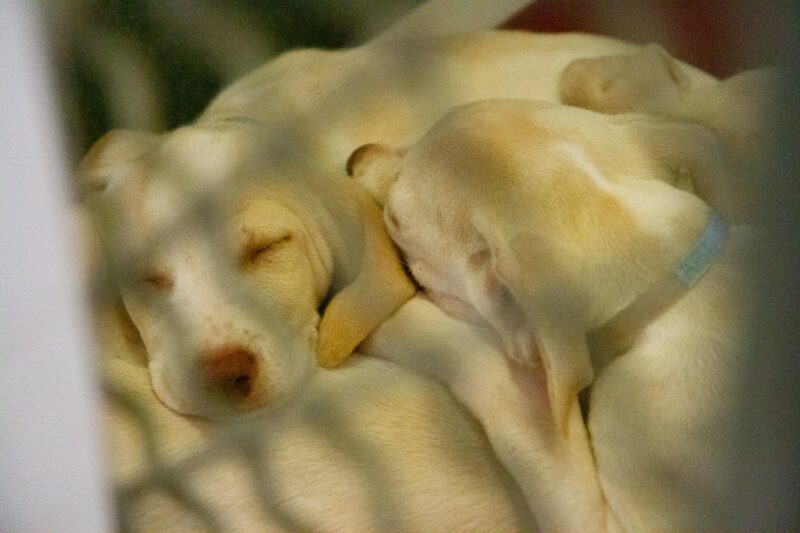 A litter of 9 week old pups take a name in their kennel during the  ‘Emergency Preparedness’ adoption event on Sept. 20, 2025 in Castaic, Calif. Katherine Quezada/The Signal