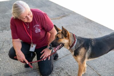 Bella, a German shepherd up for adoption at the Castaic Animal Care Center takes a break from the kennel with the help of volunteer Judi Bruner during the ‘Emergency Preparedness’ adoption event on Sept. 20, 2025 in Castaic, Calif. Katherine Quezada/The Signal