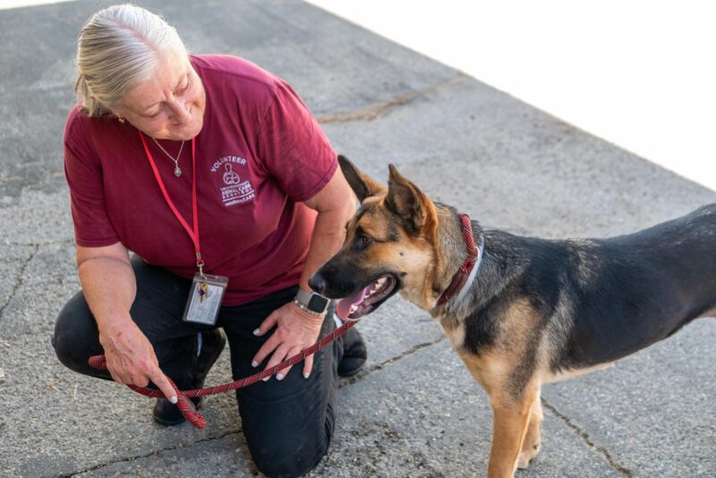 Bella, a German shepherd up for adoption at the Castaic Animal Care Center takes a break from the kennel with the help of volunteer Judi Bruner during the ‘Emergency Preparedness’ adoption event on Sept. 20, 2025 in Castaic, Calif. Katherine Quezada/The Signal