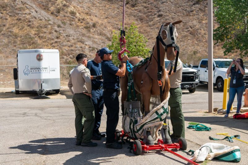 A Los Angeles County Fire Department rescue team from Pico Rivera provides a large animal rescue demonstration during the ‘Emergency Preparedness’ adoption event on Sept. 20, 2025 in Castaic, Calif. Katherine Quezada/The Signal
