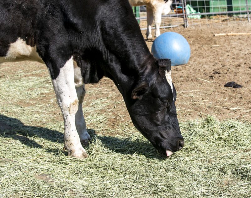 Daisy eats after being petted during Fall Festival on the Farm in Sand Canyon on Saturday, Sept. 27, 2025. Habeba Mostafa/ The Signal