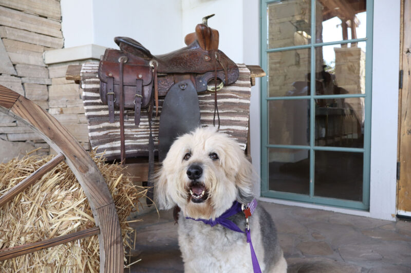 Ollie, a doodle combo therapy dog, smiles for the camera at the Titania K9 Fund "Wanted: Wild West" Gala at the Sand Canyon Country Club in Canyon Country, Sunday, Oct. 5, 2025. Kamryn Martell/The Signal